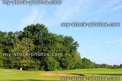 Stock image of deciduous trees forming boundary / hazard at golf course