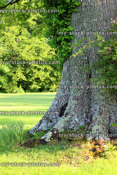 Stock image of ancient English oak tree trunk, bark and roots (Quercus robur)