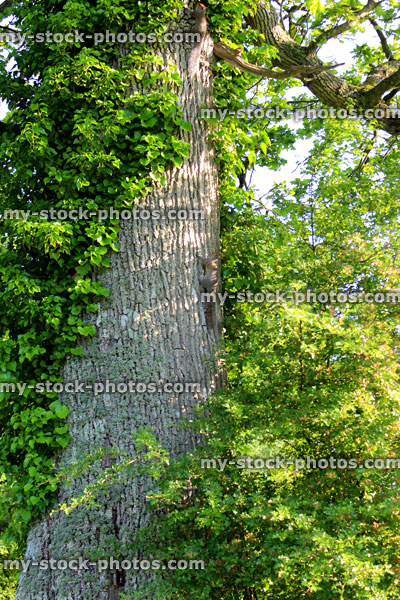 Stock image of ancient English oak tree trunk (Quercus robur) with grey squirrel