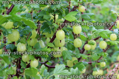Stock image of gooseberry bush with a good crop of gooseberries
