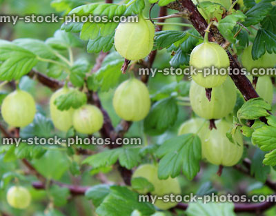 Stock image of gooseberry bush with a large crop of gooseberries