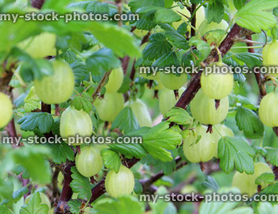 Stock image of gooseberry bush with a good crop of gooseberries