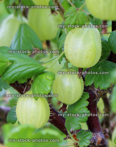 Stock image of gooseberry bush with a large crop of gooseberries