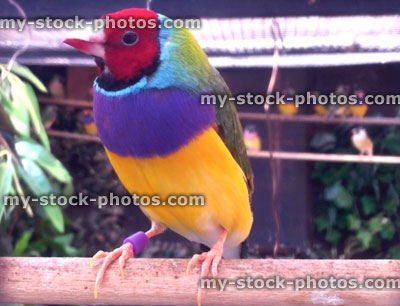 Stock image of red headed Gouldian finch in planted aviary, exotic bird