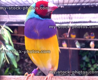Stock image of adult male Gouldian finch on a perch