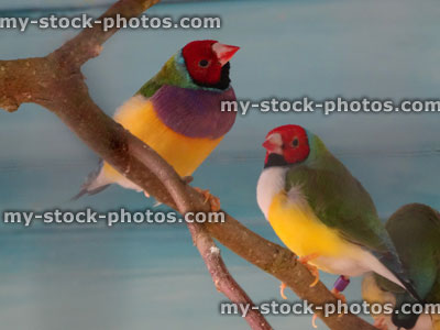 Stock image of Gouldian finches perched on twigs in aviary flight
