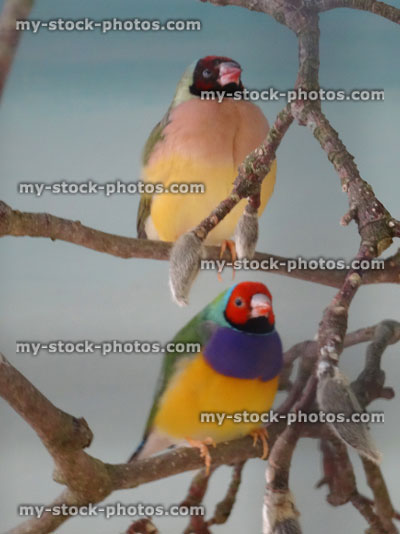 Stock image of male and female red-headed, purple fronted Gouldian finches