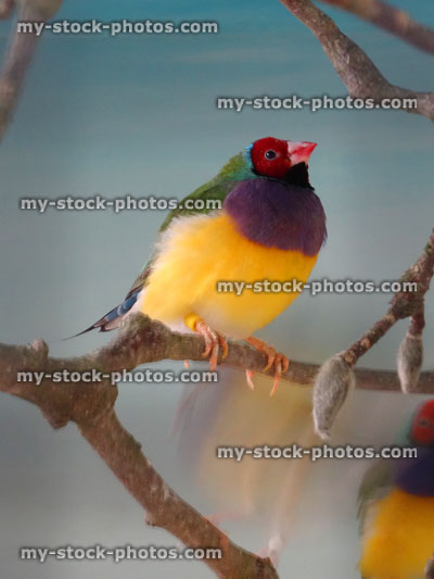 Stock image of male red-headed Gouldian finch bird in heated aviary