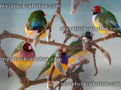 Stock image of community aviary, group of Gouldian finches perched together
