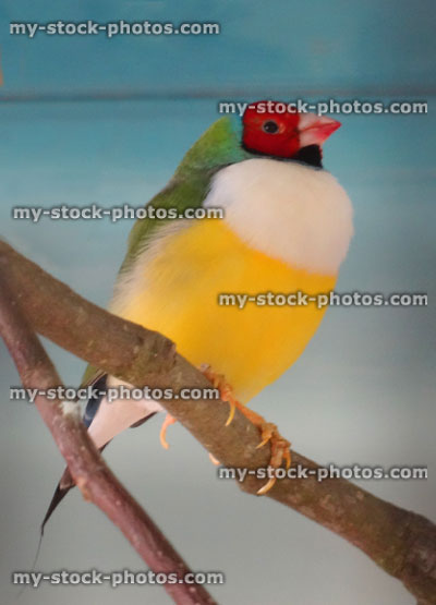 Stock image of red-headed, white-fronted Gouldian finch male bird, perched
