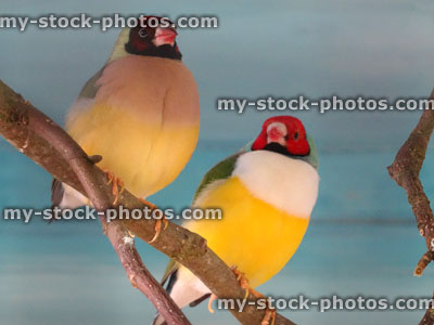 Stock image of two Gouldian finches, pair-of male and female birds