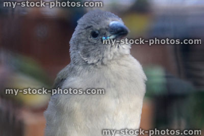 Stock image of baby Gouldian finch, just fledged from nest box