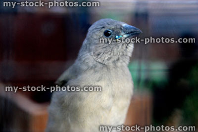 Stock image of baby Gouldian finch, just fledged from nest box