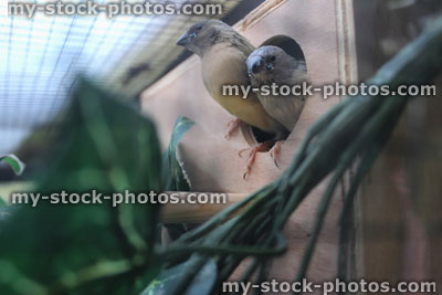 Stock image of baby Gouldian finches fledging from wooden nest box