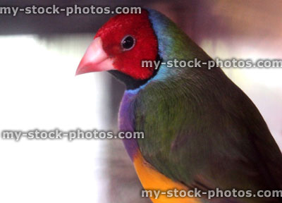 Stock image of Gouldian finch cock bird, red head, purple chest