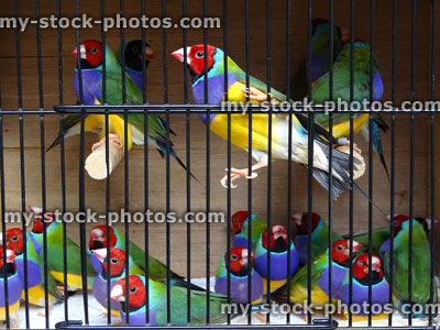 Stock image of cage with rainbow Gouldian finches, red headed cock birds