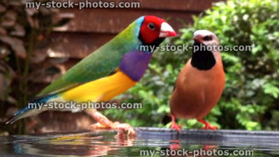 Stock image of Gouldian finch in bird bath, with Parsons finch