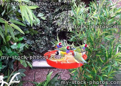 Stock image of Lady Gouldian finches feeding in a planted aviary
