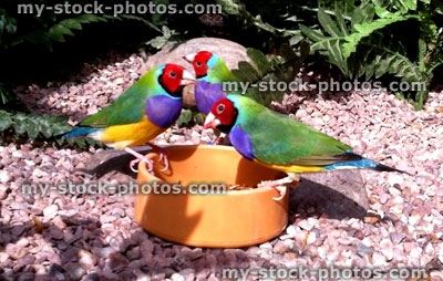 Stock image of three adult male Gouldian finches eating mealworms