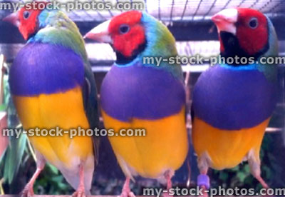 Stock image of three red head Gouldian finches on perch in aviary