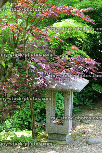 Stock image of Miyoishi Japanese granite lantern, red maple (acer palmatum atropurpureum)