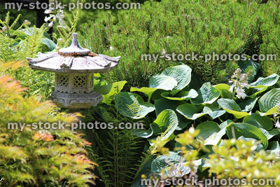 Stock image of granite rankei lantern in Japanese garden, hostas, pines
