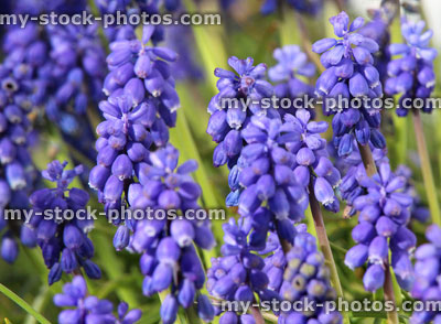 Stock image of blue purple grape hyacinth flowers close up (muscari / bluebells)