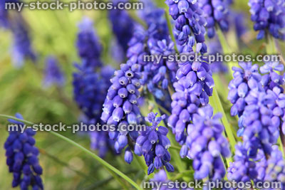 Stock image of blue grape hyacinth flowers close up, flowering in garden