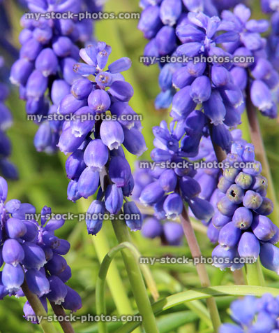 Stock image of grape hyacinth flowers close up, flowering in woodland garden