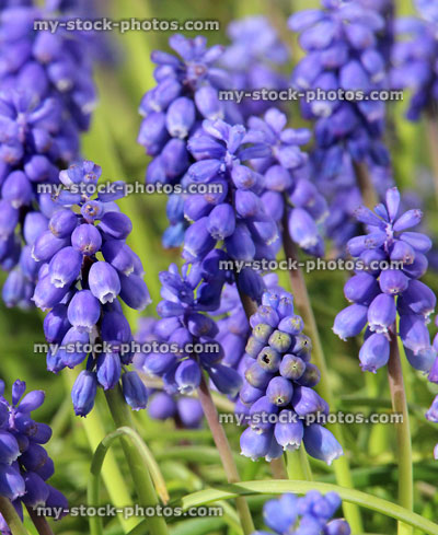 Stock image of spring bulbs in flower border, flowering grape hyacinths