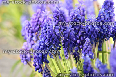 Stock image of some grape hyacinths flowering, blue flowers in spring