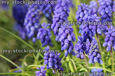 Stock image of grape hyacinths in clump, bright blue garden flowers