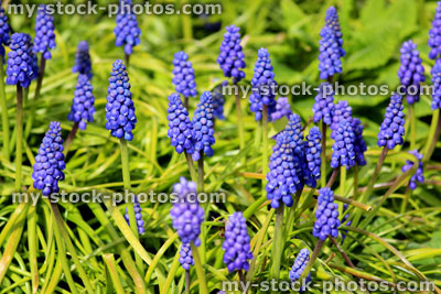 Stock image of grape hyacinths in the spring (close up)