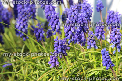 Stock image of purple / blue grape hyacinth flowers (muscari), bluebells / baby's breath