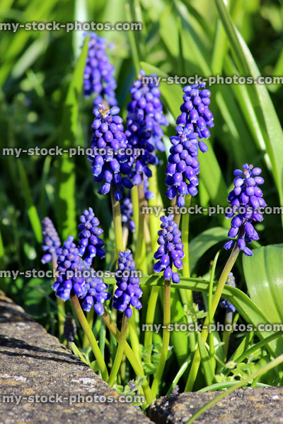 Stock image of clump of grape hyacinths in garden, perennial bulb