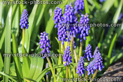 Stock image of blue grape hyacinth flowers growing in spring garden