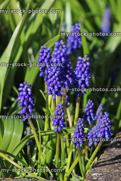 Stock image of flowering grape hyacinth bulbs (muscari), springtime garden colour
