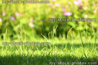Stock image of blades of grass seeds, overgrown lawn garden background, pink flowers