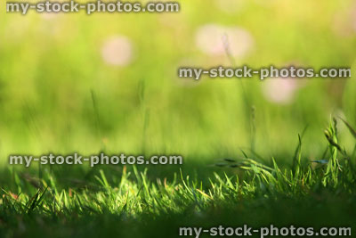 Stock image of blades of grass seeds, overgrown lawn garden background, pink flowers
