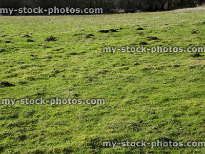 Stock image of grass field with molehills / mole hills of soil