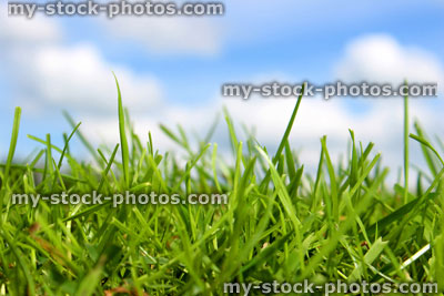 Stock image of blades of grass, green field against cloudy blue sky (close up)