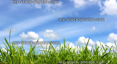 Stock image of panorama of blades of grass in green field, blue sky