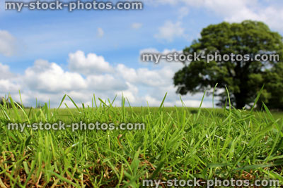 Stock image of blades of grass, green field , with sky and tree (close up)