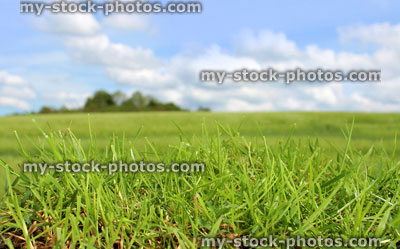 Stock image of blades of grass, green field against cloudy blue sky (close up)