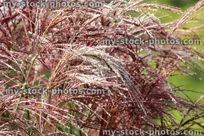 Stock image of ornamental purple grass seeds growing, garden border, Miscanthus sinensis 'Malepartus')