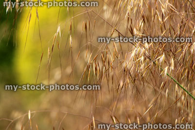 Stock image of ornamental grass seeds, blurred garden background (background wallpaper)