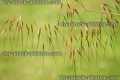 Stock image of ornamental grass seeds, blurred garden background (background wallpaper)