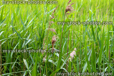 Stock image of wild grass seed in marsh by river, blowing in breeze