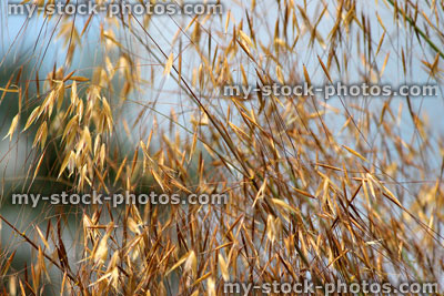 Stock image of ornamental grass seeds against blue sky (background wallpaper)
