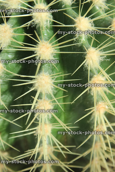 Stock image of cactus spines / thorns, prickly green barrel cacti houseplant